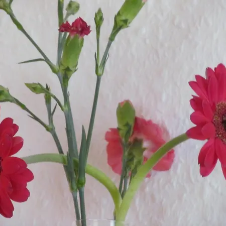 Historischer Davidshof - Mit Dem Rad Nordseehalbinsel Erkunden * Oldenswort