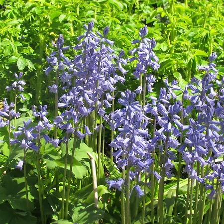 Historischer Davidshof - Mit Dem Rad Nordseehalbinsel Erkunden *