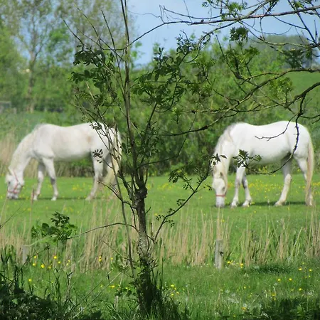 Lägenhet Historischer Davidshof - Mit Dem Rad Nordseehalbinsel Erkunden Oldenswort