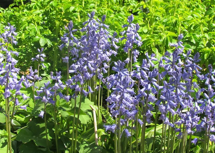 Historischer Davidshof - Mit Dem Rad Nordseehalbinsel Erkunden *