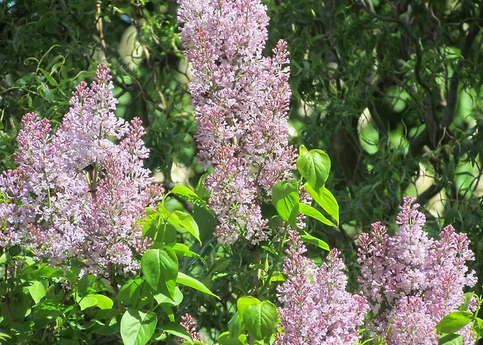 Historischer Davidshof - Mit Dem Rad Nordseehalbinsel Erkunden